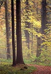 Roztoczański las w mglisty jesienny dzień