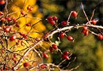 Jesienny krzew dzikiej roży