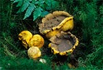 Tęgoskór cytrynowy, tęgoskór pospolity (Scleroderma citrinum)