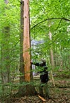 Efekt trafienia w drzewo przez piorun - rezerwat Czerkies