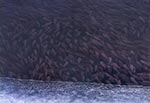 Zimujące rybki w zamojskim zalewie