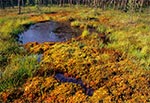 Rezerwat Międzyrzeki w RPN - łany rosiczek