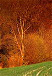 Ściana Czubatej Góry koło Kawęczynka. Jest to bodaj jedno z najbardziej stromych zboczy roztoczańskich. Podejście pod nie to nie jest bułka z masłem
