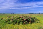 Krzew różany na łąkach między wsiami Wychody i Wieprzec