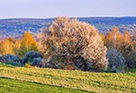 Nikt nie ma chyba wątpliwości, że Roztocze Szczebrzeszyńskie na wiosnę jest najpiękniejsze w skali całego Roztocza. A to za sprawą sporej ilości trześni czyli dzikich czereśni, które w drugiej połowie kwietnia są białe od kwiatów, a w drugiej połowie października czerwone od przebarwiajacych się liści. Do tego jest tam różnorodność innych gatunków drzew, kwitnące tarniny oraz oczwiście charakterystyczne dla Roztocza wąskie zagony pól.