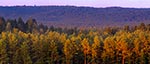 Panorama lasów Roztoczańskiego Parku Narodowego