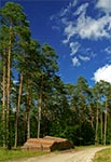 Puszcza Solska - wnętrze lasów