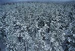 Zimowy las z lotu ptaka - Góra Brusno