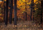 Jesienny las Roztocza Wschodniego / Południowego