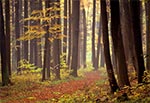 Mglisty jesienny dzień w roztoczańskim lesie