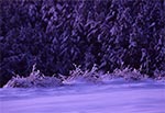 Zimowy las roztoczański