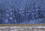 Zima w lasach Roztocza Wschodniego / Południowego