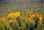 Lasy Roztocza Środkowego pod koniec października