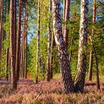 Wrzosowisko niedaleko stacji PKP Józefów Roztoczański