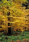 Entuzjastyczne barwy jesiennych lasów