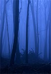 Rezerwat Bukowa Góra w mglisty listopadowy wieczór