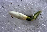Śnieżyczka przebiśnieg (Galanthus nivalis L.)