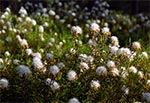 Bagno zwyczajne (Ledum palustre) - Puszcza Solska