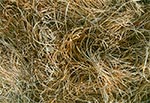 Zeszłoroczne trawy na przedwiośniu - rezerwat Wieprzec
