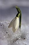 Śnieżyczka przebiśnieg (Galanthus nivalis)