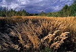 Dzikie trawy na Roztoczu Wschodnim/Południowym - okolice Prusia