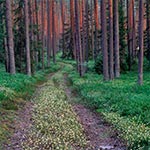 Te żółte kwiatki to Pszeniec zwyczajny - roślina półpasozytnicza, którą można znaleźć w wielkich ilościach w Puszczy Solskiej. Kwitnie między czerwcem a wrześniem, a to zdjecie wykonane było 13 sierpnia 2025, podczas poszukiwania wizualnie ciekawych wrzosowisk.