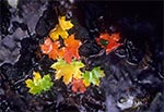 Przebarwione liście w potoku Szum