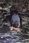 Nietoperz zimujący w sztolni w Senderkach