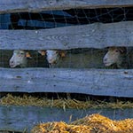 Owce w zagordzie na Hubalach. Pasą się tam aby tam aby trawa nie była wysoka, co jest warunkiem obecności susłów. Owce jednak musza być dobrze zabezpieczone kiedy nie ma pasterza, bo pamiętamy parę lat temu jak dogorywały tam zagryzione przez wałęsające się psy. Psy to istna plaga naszych czasów, chociaż ostatnimi laty jakby ich mniej na wsiach, co nas niezmiernie cieszy, bo każdy cyklista niecierpi psów z wiadomych względów.