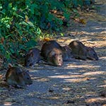 A było to tak... W naszym małym lesie-ogrodzie-sadzie poza pracą oczywiście coś jemy. Zauważyłem, że kiedy zostawiałem puszki po konserwie czy to mięsnej czy rybkach, to następnego dnia puszki były tak wyczyszczone jakby były prosto z fabryki, przed napełnieniem. Okazało się, że czyściły je szczury. Teraz tak przyzwyczaiły się do tego, że wychodzą w środku dnia właśnie kiedy odpoczywam i jem. A kiedy sypnę im ziarna jak na tym zdjeciu, to nawet niechętnie mi z drogi schodzą. No i w związku z tym mam pomysł na biznes zgodny z wytycznymi zasad zrównoważonego rozwoju Agendy 2030. Zakład usługowy - mycie naczyń dla ludności, bez zużywania bezcennej dziś wody i energii elektrycznej. Naczynia i sztućce wylizywałyby szczury. Ekologicznie! Aby zapobiec ewnetualnym chorobom odszczurzym aplikowano by odbierającym naczynia klientom dawki przypominające stosownych szczepionek. Myślę, że Jewropejski Sajuz mój projekt by zaakceptował.