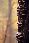 Grzyby na pniu uschłego drzewa - okolice rezerwatu Jarugi w RPN