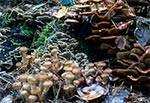 Trzy gatunki grzybów na jednym pniu - Lasy Krasnobrodzkie