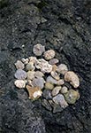 Pozbierane na miejscu skamieniałości - kamieniołom w Hucie Różanieckiej