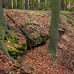 Jaskinia Chmielna koło nieistniejącej wsi Chmiele. Jest to jaskinia, która może wzbudzać wesołość swoją kubaturą ale właśnie to jest walorem Roztocza - atrakcje tu są niepozorne, ukryte, wymagające wysiłku aby do nich dotrzeć. To gwarantuje, że poza takimi miejscami jak szumy w Rebizantach, Stawy Echo, czy Krasnobród na Roztoczu bardzo możemy łatwo odnaleźć spokój i ciszę.
