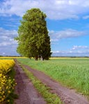 Druga kapliczka przy drodze z Krzaka do Deszkowic Drugich, podobnie jak poprzednia - pod wielką lipą. To ujęcie szersze, obejmujące całe drzewo ale kapliczkę z bliska dopiero mamy w planach sfotografować w tym roku. Być może będzie otoczona kwitnącym rzepakiem.