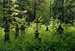 Zabytkowy cmentarz z kamieniarką bruśnieńską - Brusno Stare