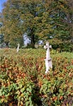 Korczmin - Łany miechunki na cmentarzu z nagrobkami bruśnieńskimi