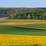 W oddali cmentarz z kaplicą grobową Hulimków w Mycowie. Te młode drzewa na przedzie, przed kaplicą powinny być wycięte aby wyeksponować obiekt i cmentarz. Zapewne tak też było w czasach kiedy obiekty te były używane. Ale dzisiaj mamy kult demona Paciamamy więc ścięcie drzewa jest większą zbrodnią niż zabicie człowieka.