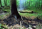 Efekt uderzenia pioruna - rezerwat Czerkies w Roztoczańskim Parku Narodowym