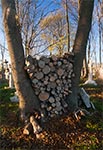 Ciekawy sposób na składowanie drewna - cmentarz w Wierzbicy