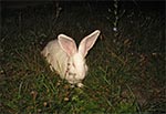 W Łazowej nocą można spotkać stadko królików na poboczu. Kiedy jest się zmęczonym całodniową jazdą i coś takiego zobaczy, to człek się silnie niepokoi czy nie dostał z przemęczenia jakiś omamów ;)