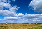 Z sennika egipskiego - cztery wychodki w szczerym polu ujrzeć - zapas stoperanu nado pilnie zakupić! (Okolice Zamościa w stronę Siedlisk za schroniskiem dla zwierząt)