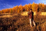 Jesienny plener fotograficzny - modrzewie w okolicy kol. Gorajec-Zagroble