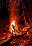 Zimowe ognisko w bagiennych ostępach leśnych