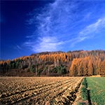 Jesień na Roztoczu Zachodnim - okolice wsi Chłopków