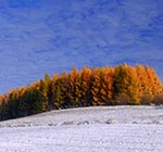 Spotkanie jesieni i zimy na Roztoczu Środkowym - Modrzewiowa Górka