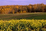 Grzęda Sokalska jesienią - okolice Ruszowa