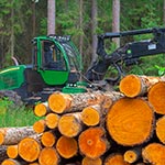 Okolice Wielkiego Bagna w Puszczy Solskiej, a na pierwyszym planie charakterystycznie pomarańczowa po przecięciu olcha. Podstawowe drewno do wędzenia, no i dobry materiał budowlany tam gdzie panuje wilgoć.