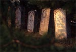 Macewy na cmentarzu w Zwierzyńcu