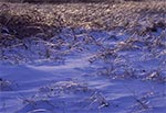 Czubki traw wystających spod głębokiego śniegu